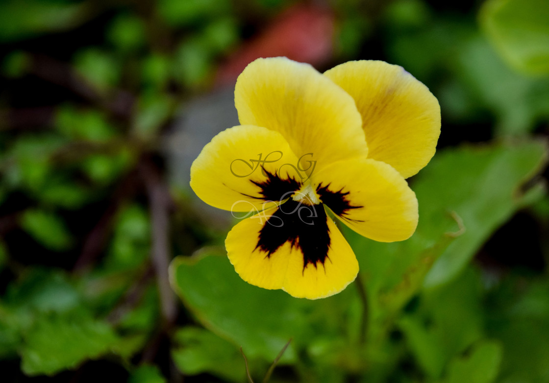 "Yellow pansy" stock image