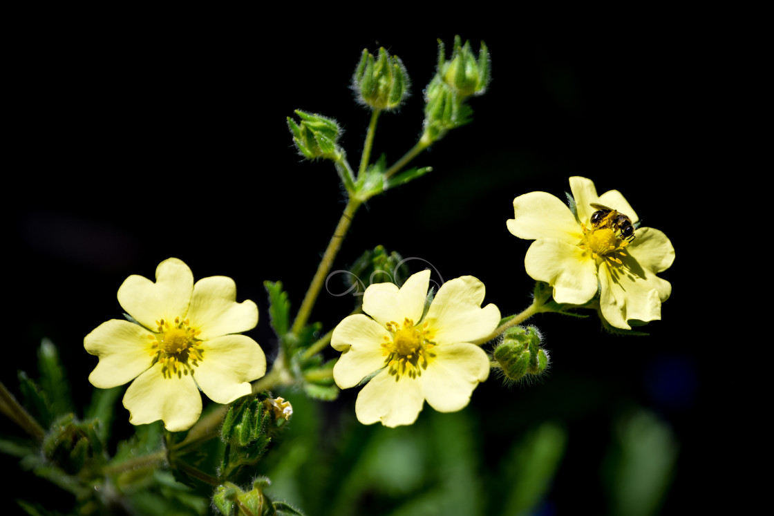 "Yellow potentilla, (with bee!)" stock image