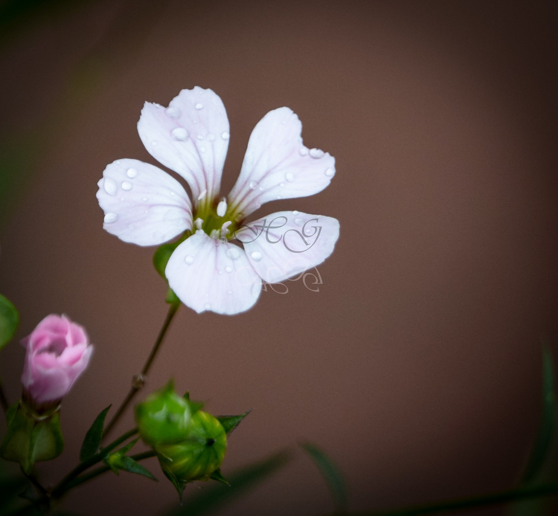 "Dainty, white, wild flower" stock image