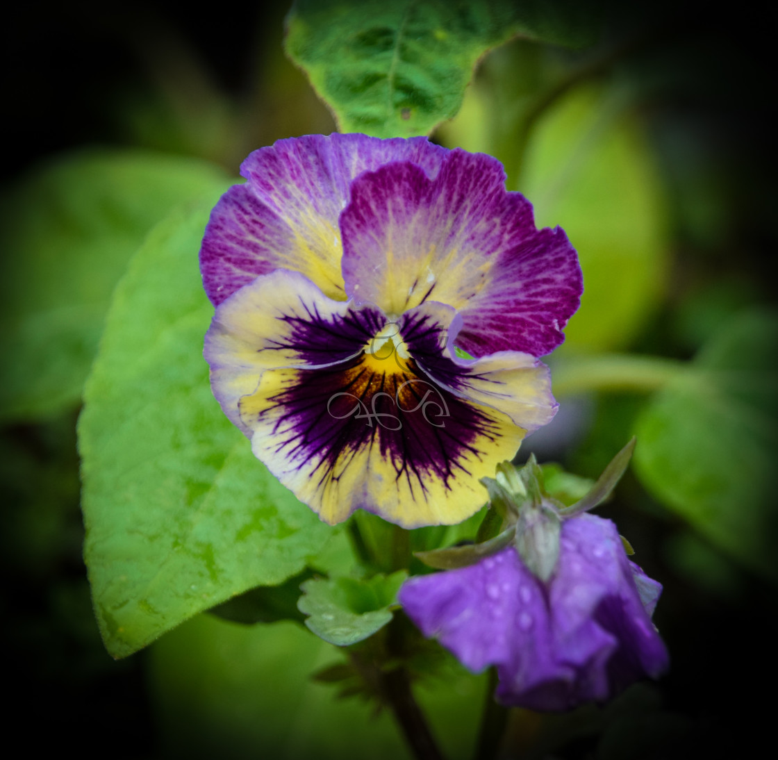 "Purple pansy" stock image