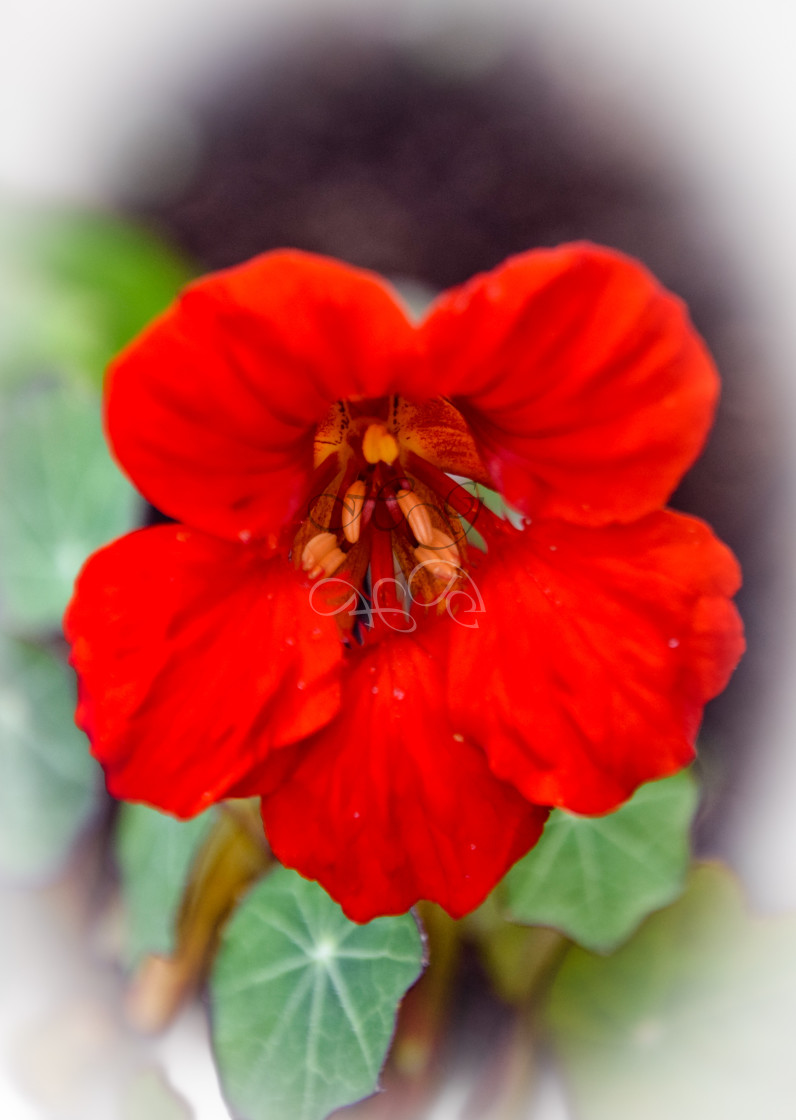 "A bright red nasturtium flower" stock image