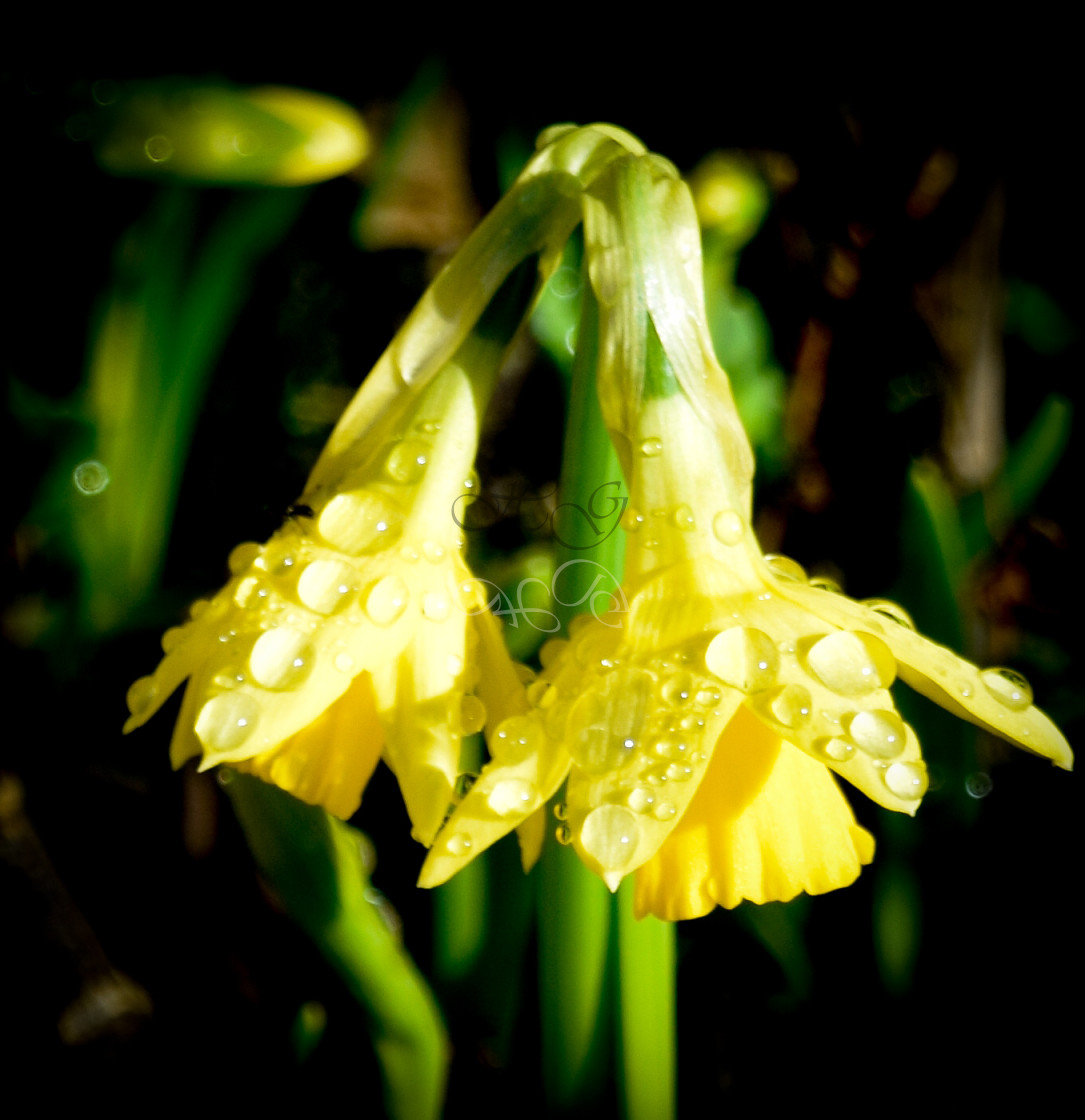 "Daffodils in the Rain" stock image