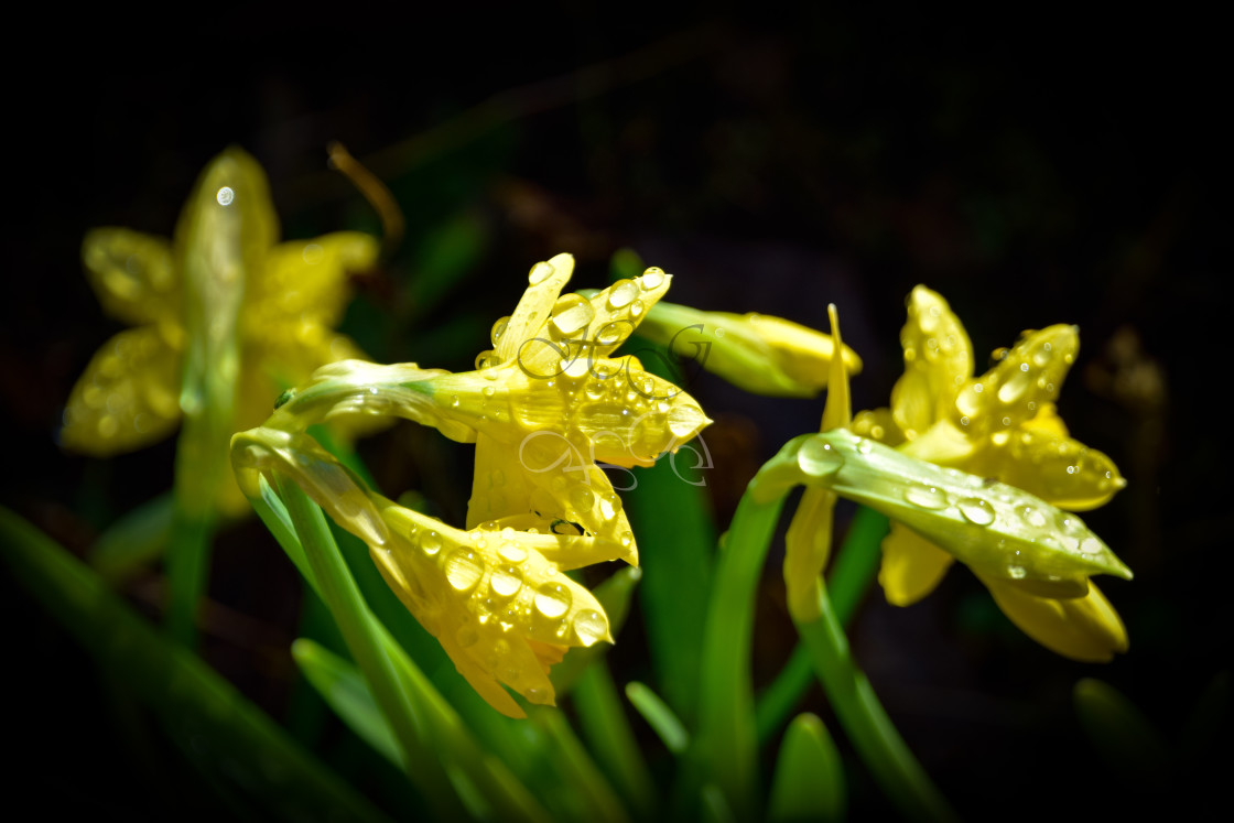 "Daffodils in the Rain" stock image