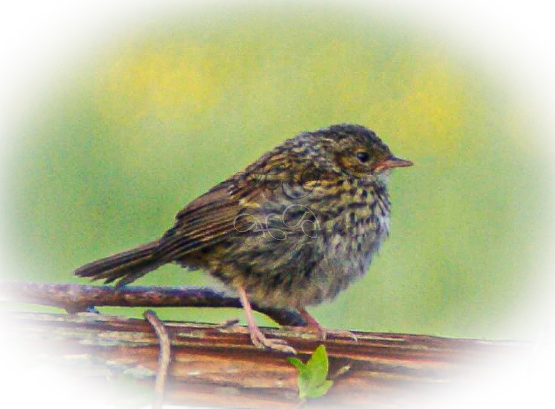 "Dunnock on a fence" stock image