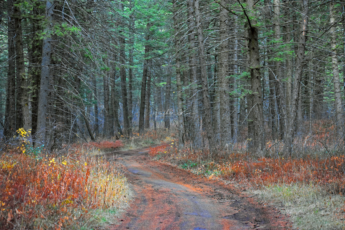 "Fall Woods" stock image