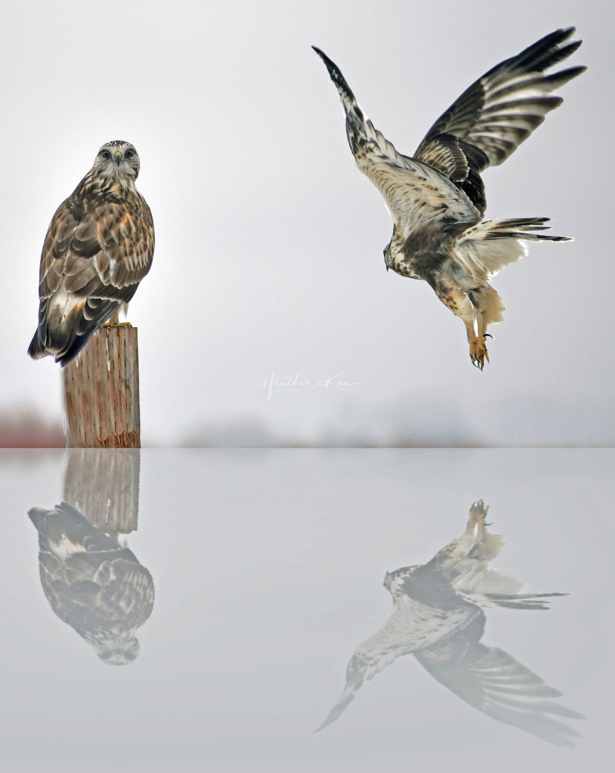 "Meet In the Middle" by Heather Kae Photography - $62.80 "Meet In the Middle" stock image