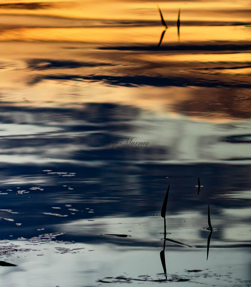 "water lilly against changing reflection" stock image