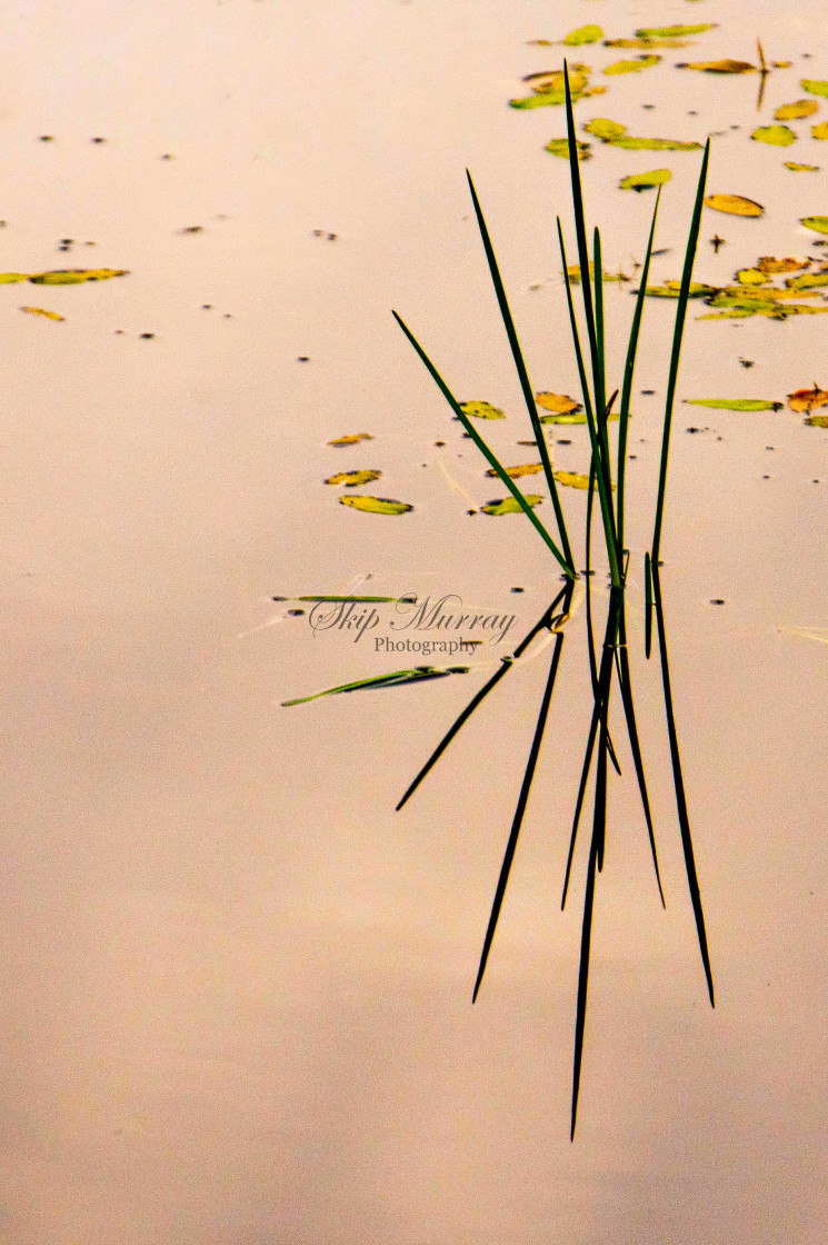 "Water Grass" stock image