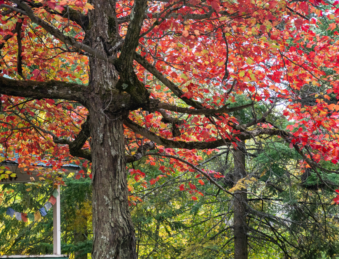 "Adirondack Park in Autumn" stock image