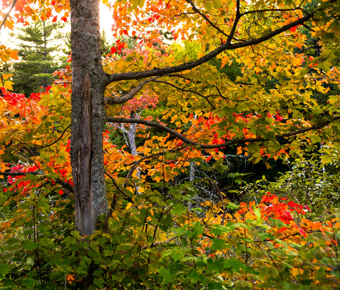 "Adirondack Park in Autumn" stock image