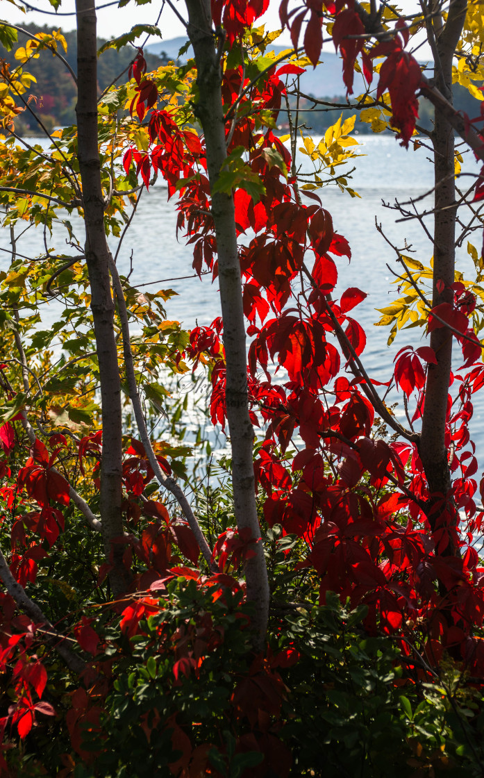 "Bright, bristling red in Adirondack Park" stock image