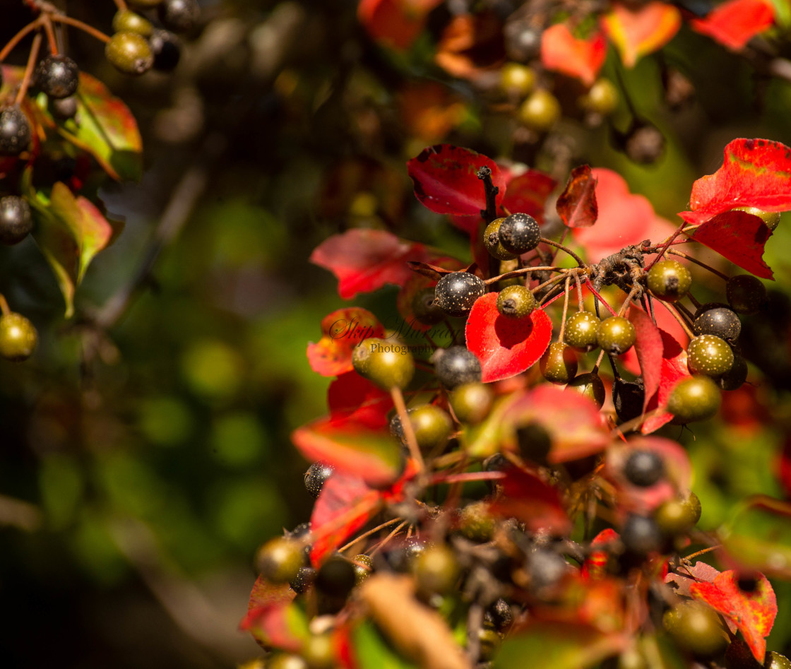 "Berries with shadow on red leaf" stock image