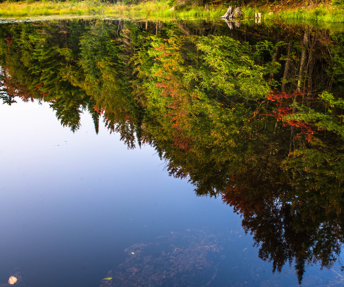 "Forest in the pond" stock image