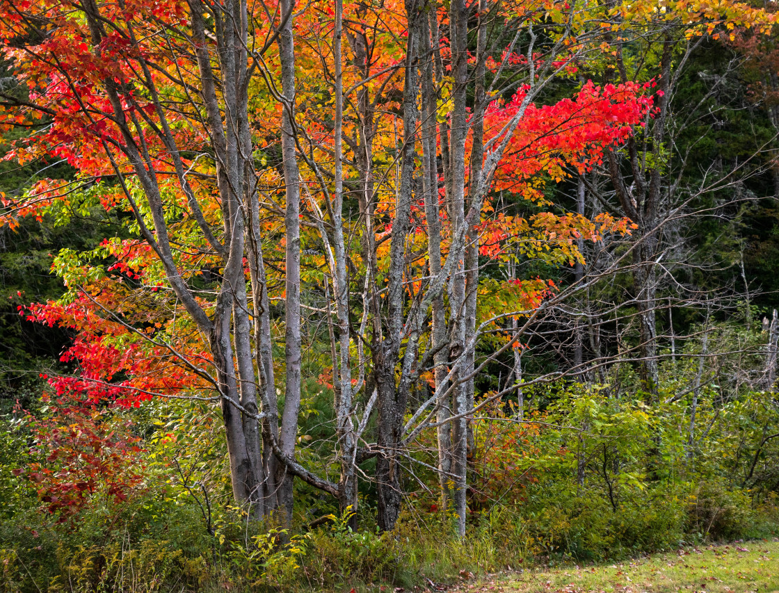 "Empty trees in autumn with red and orange" stock image