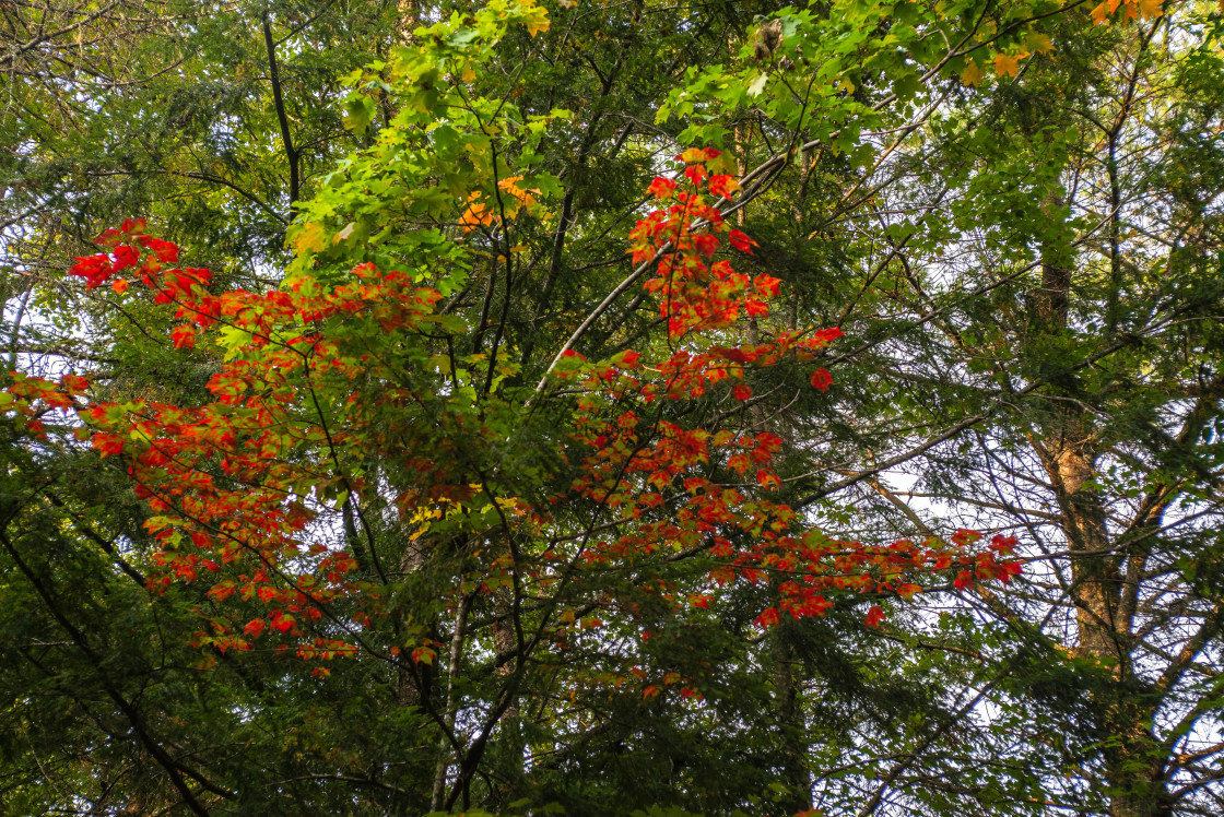 "Brand new red in green" stock image