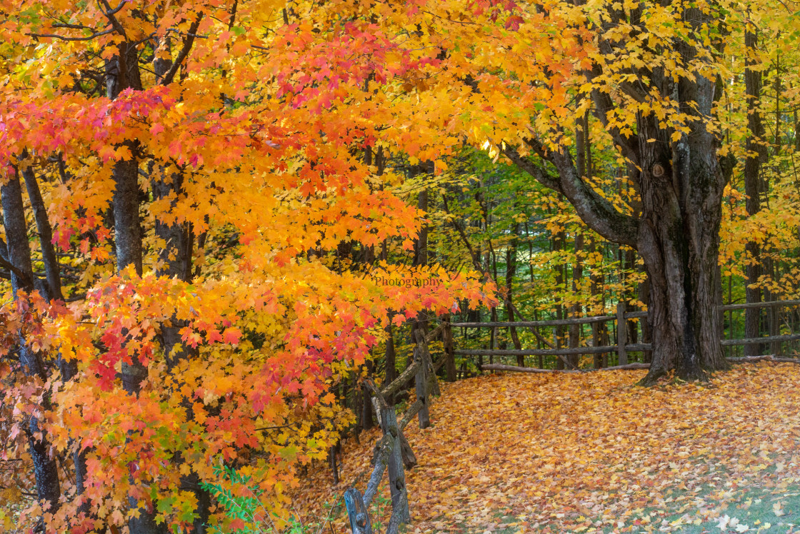 "Fence leading to old tree" stock image