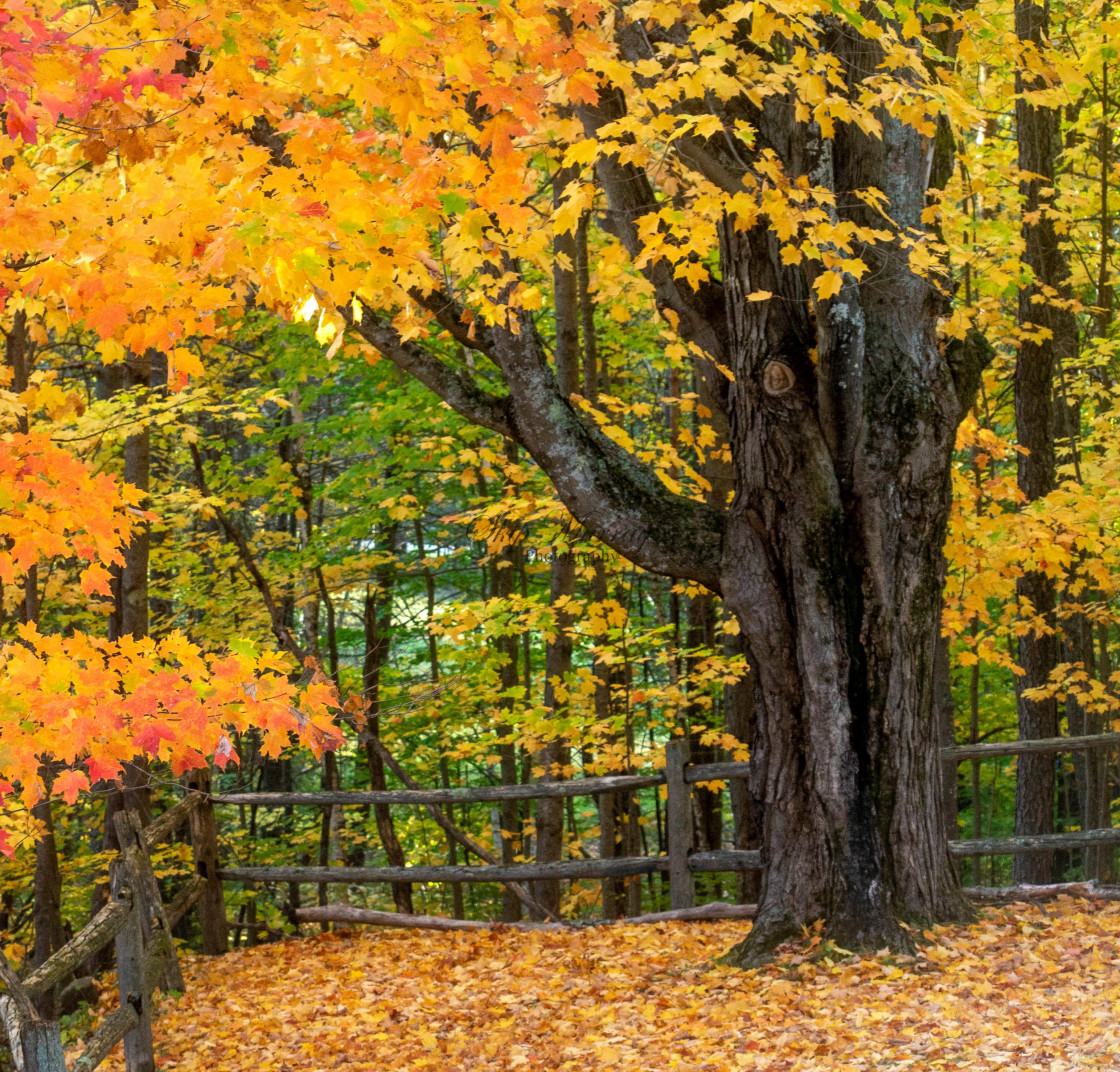 "Gold surrounding elder tree" stock image