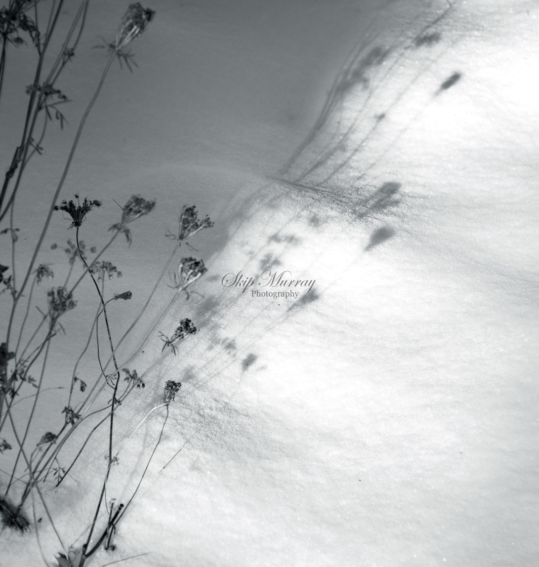 "Bush in snow" stock image