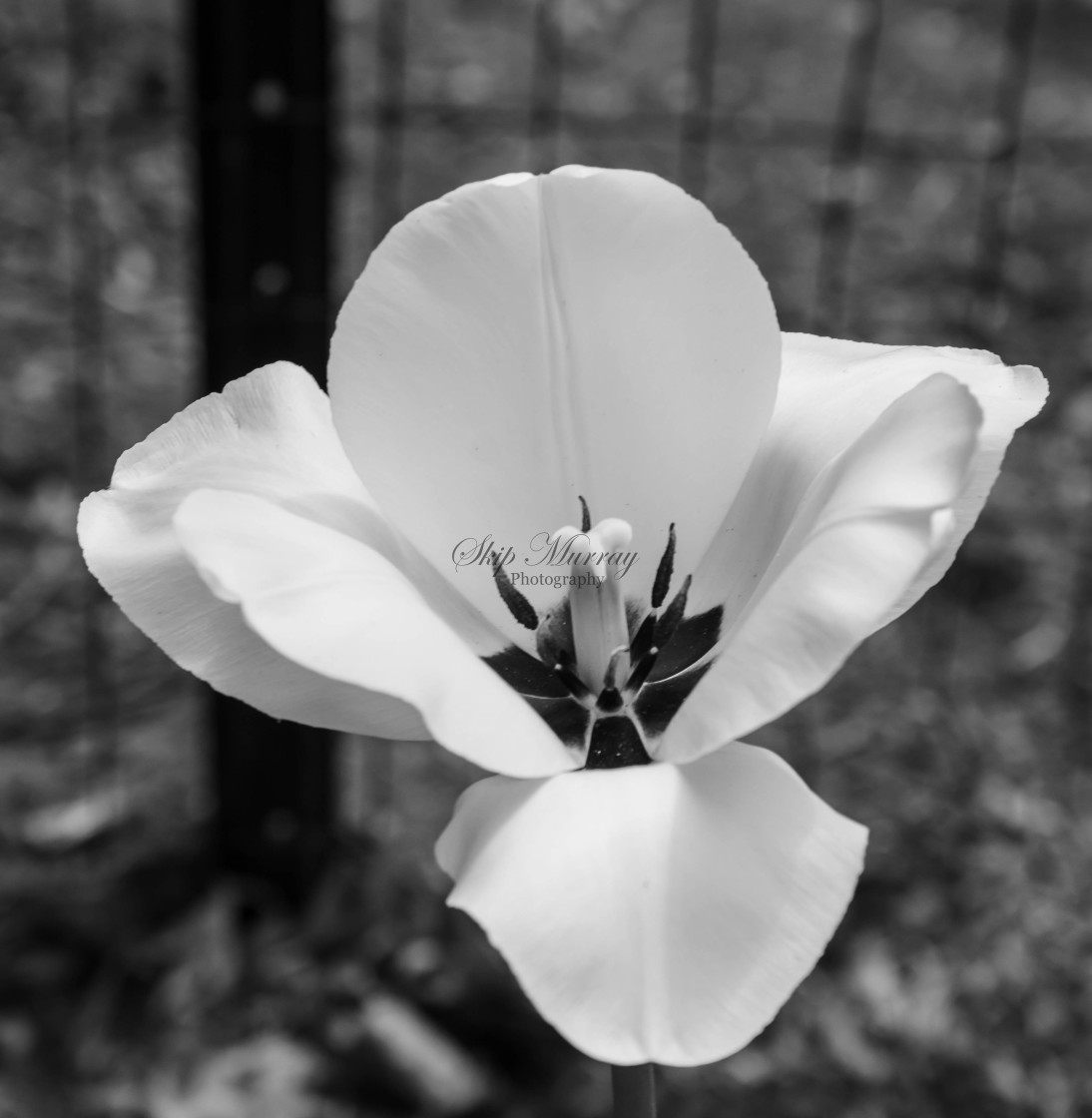 "Stately Flower" stock image