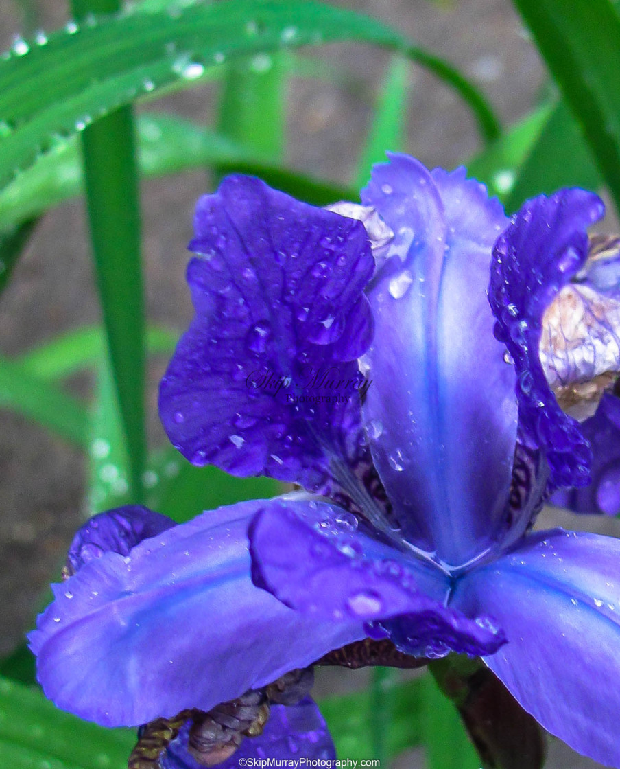 "Iris" stock image