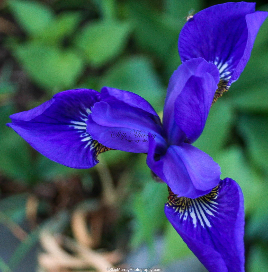 "Iris" stock image