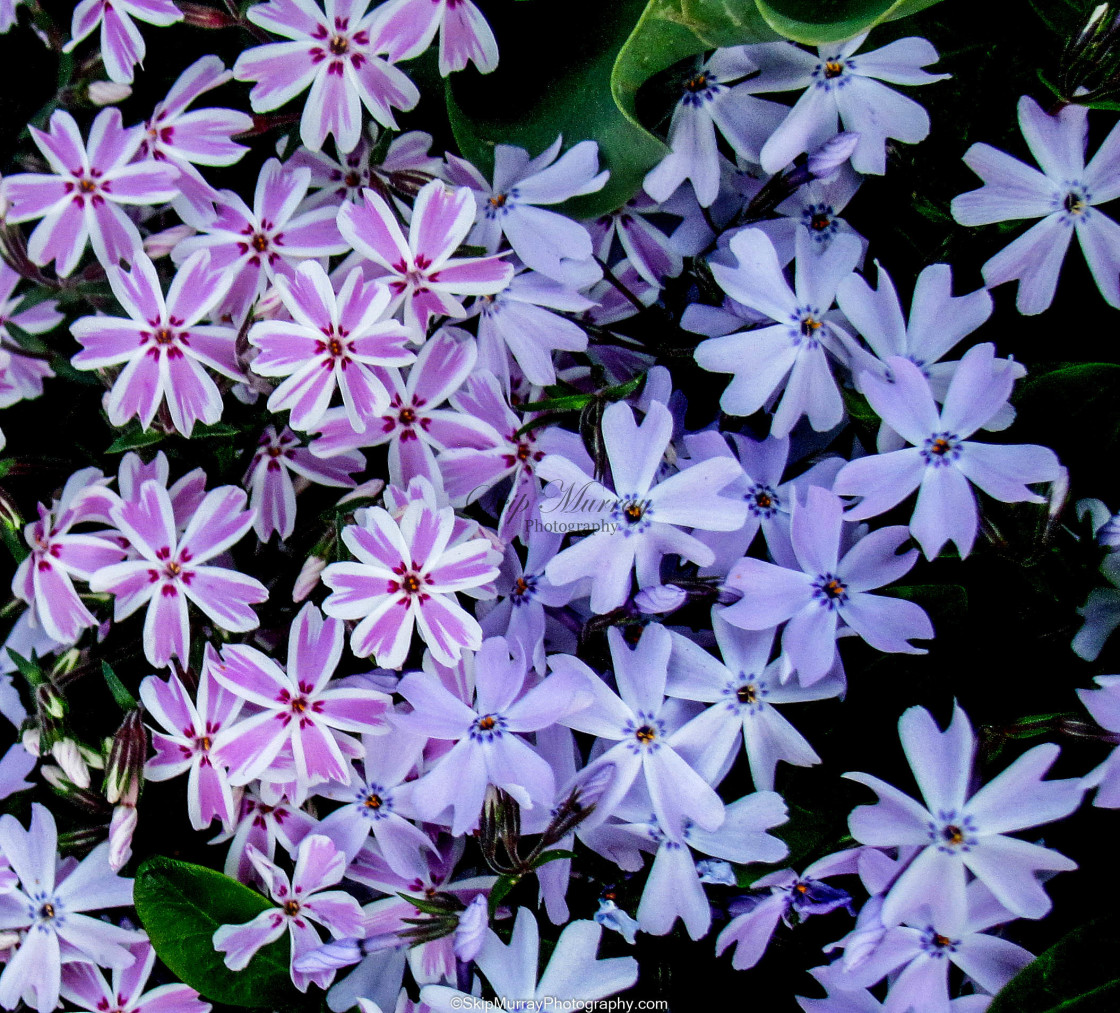 "Moss Phlox" stock image