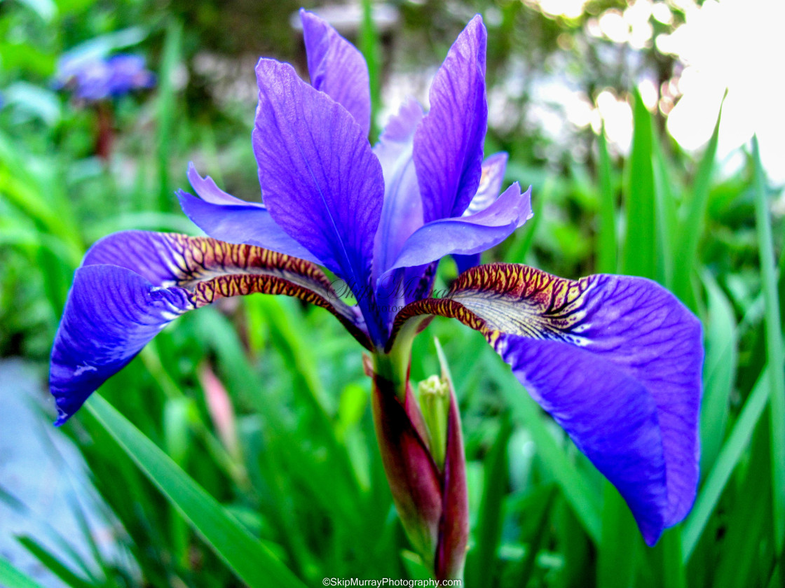 "Iris" stock image