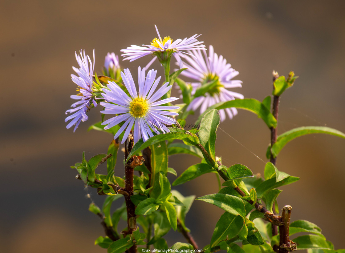 "Aster" stock image