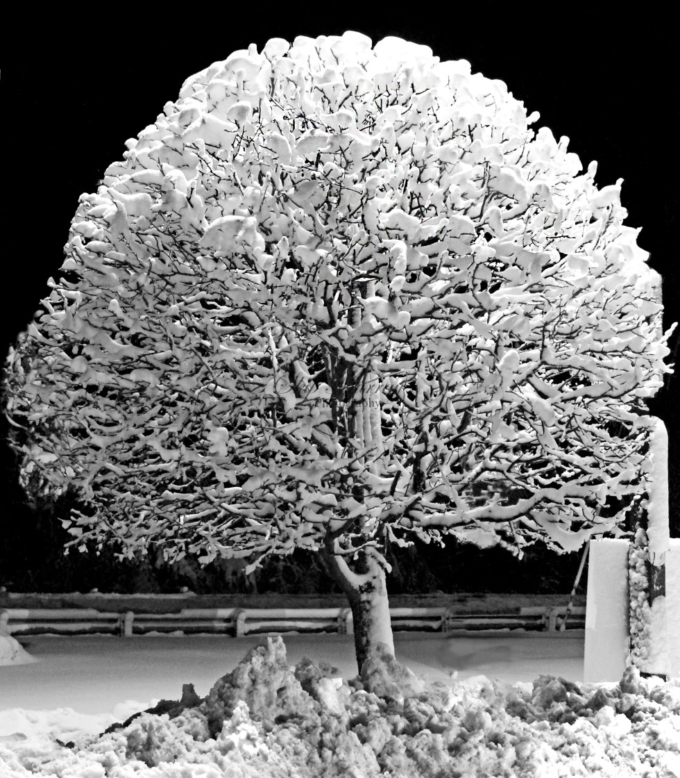 "Snow Cone Tree" stock image