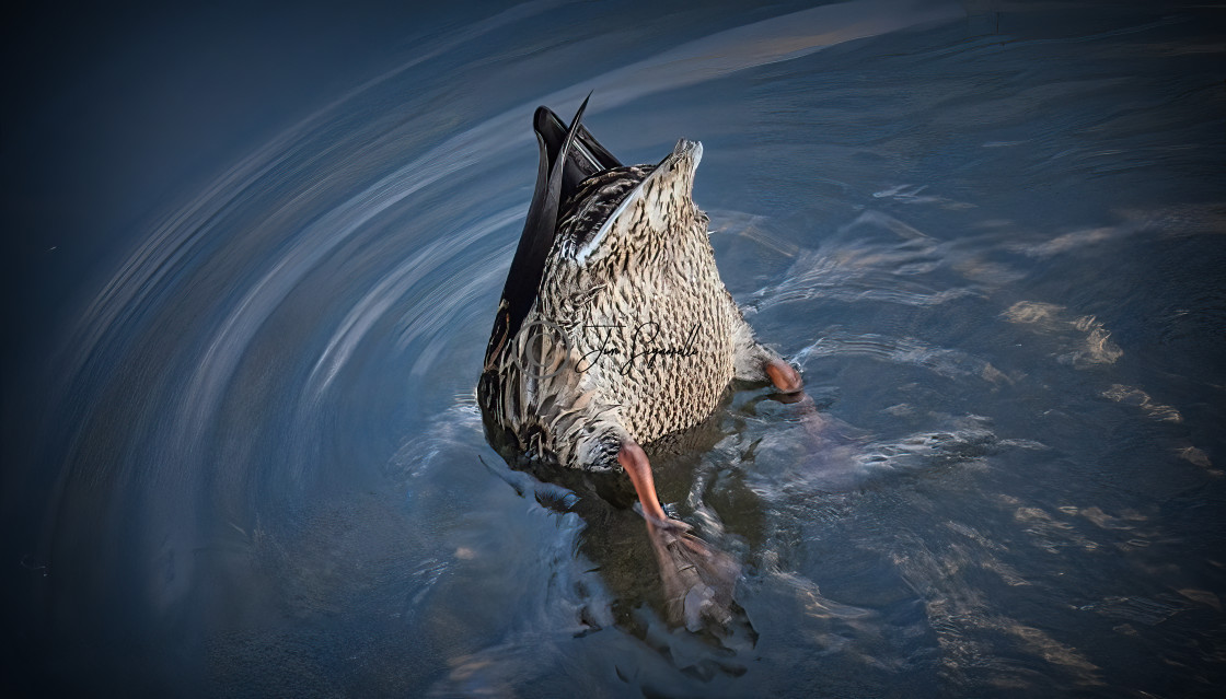 "Duck Mooning" by Jim Signorelli - $36.15 "Duck Mooning" stock image