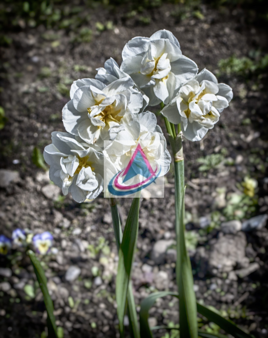 "Summer Flowers" stock image