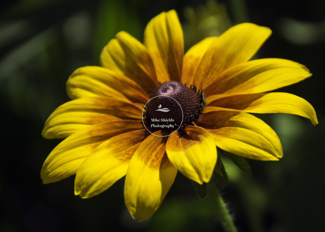 "Yellow Flower" stock image