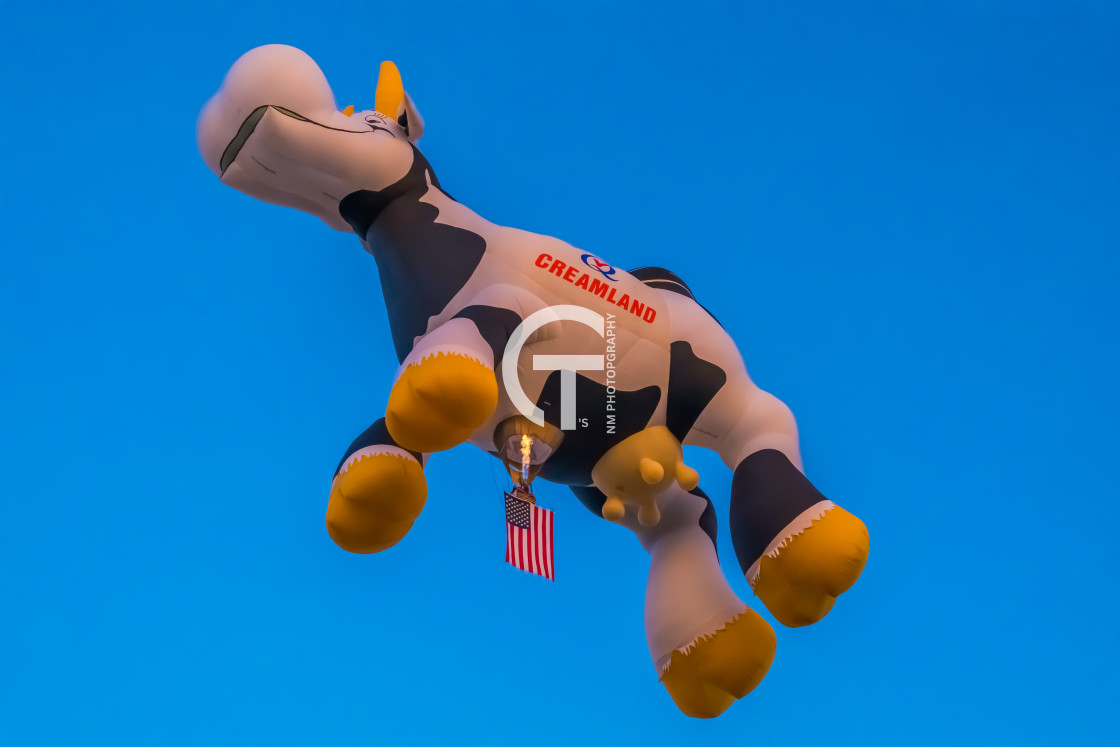 "leaping cow" stock image