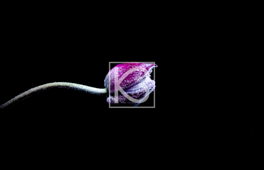 "Japanese Anemone Bud" stock image