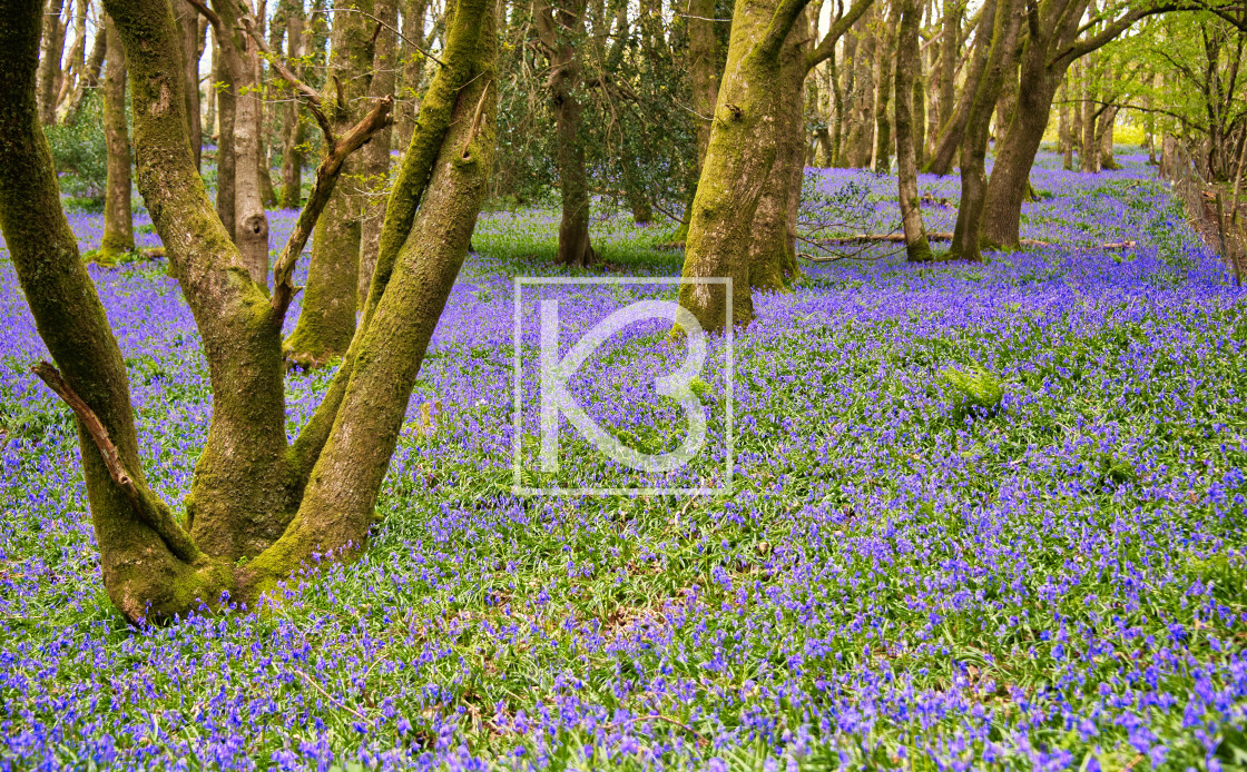 "Bluebells" stock image