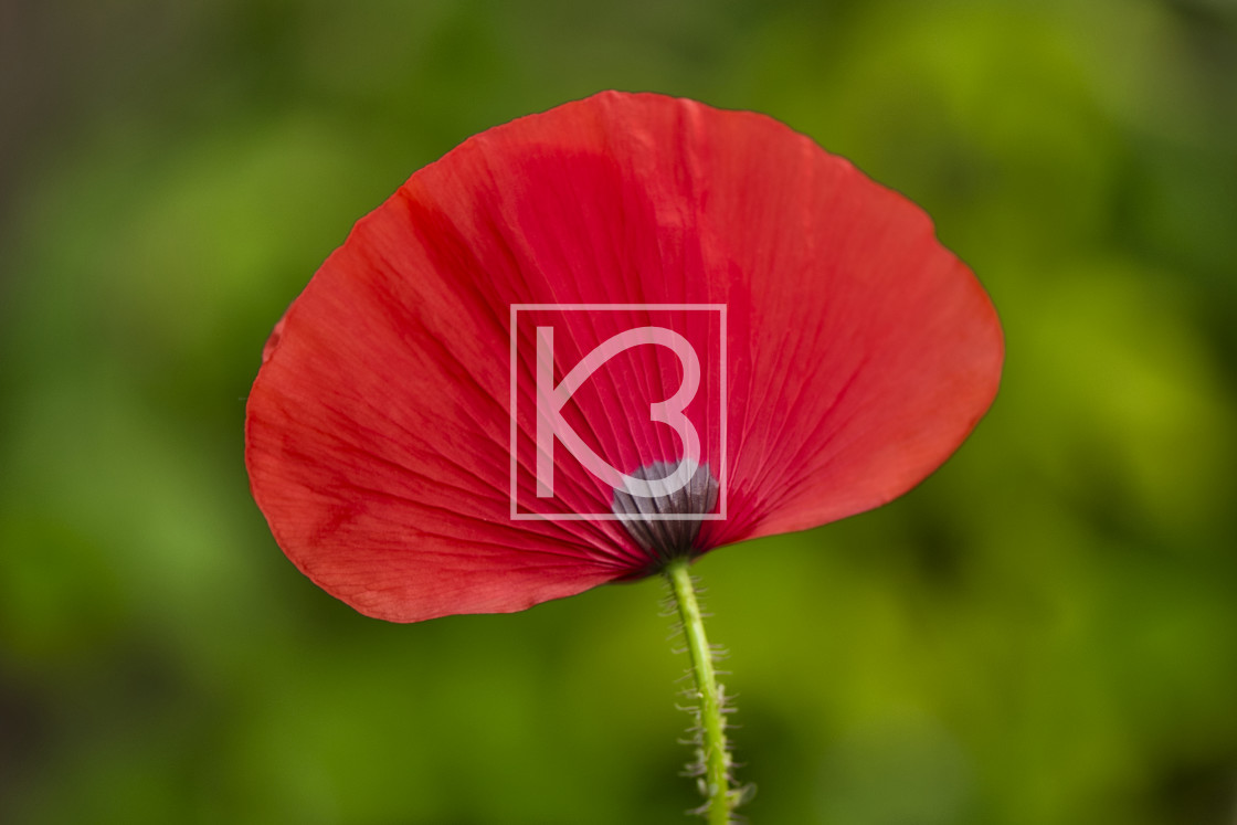 "Poppy flower" stock image