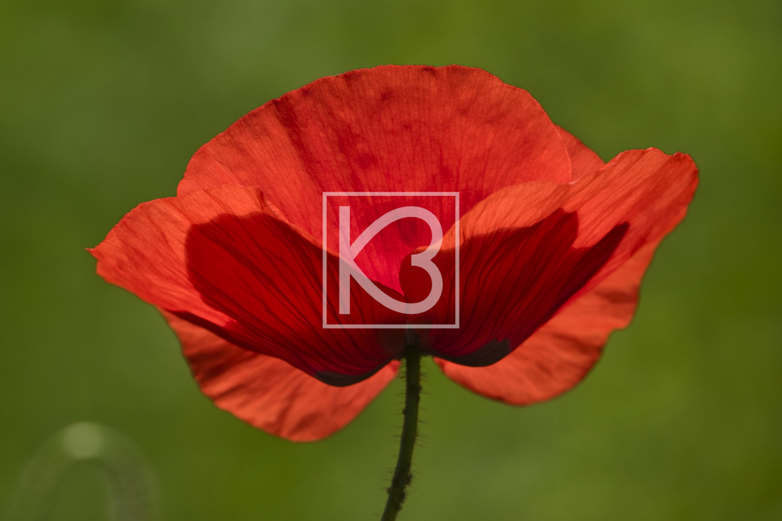 "Poppy flower" stock image