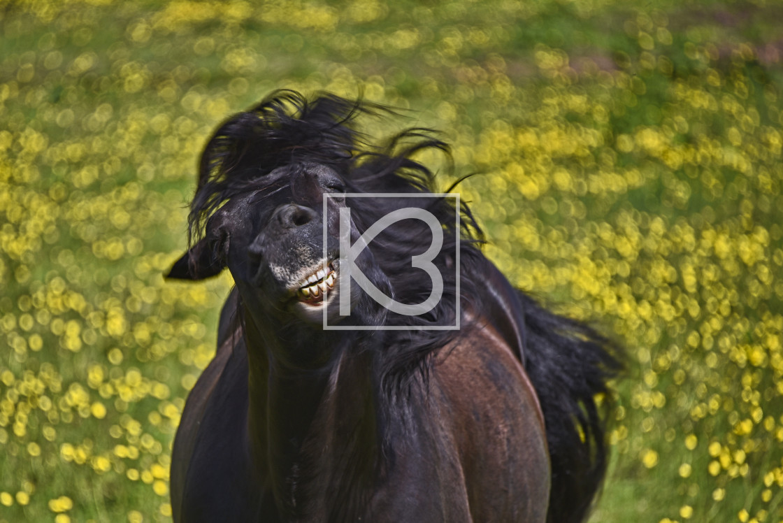 "Horse laughing" stock image