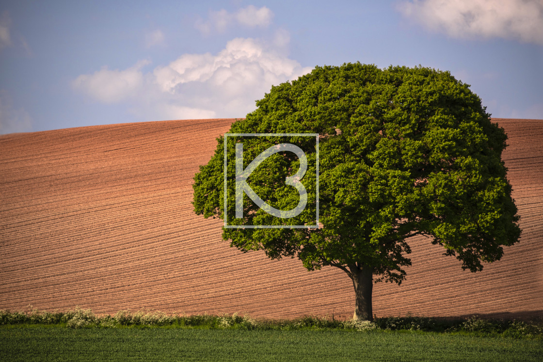 "Tree" stock image