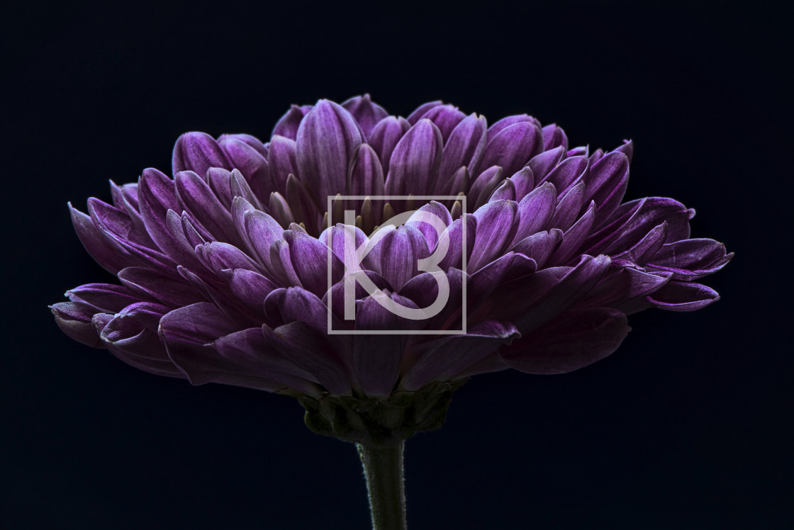 "Purple Chrysanthemum" stock image