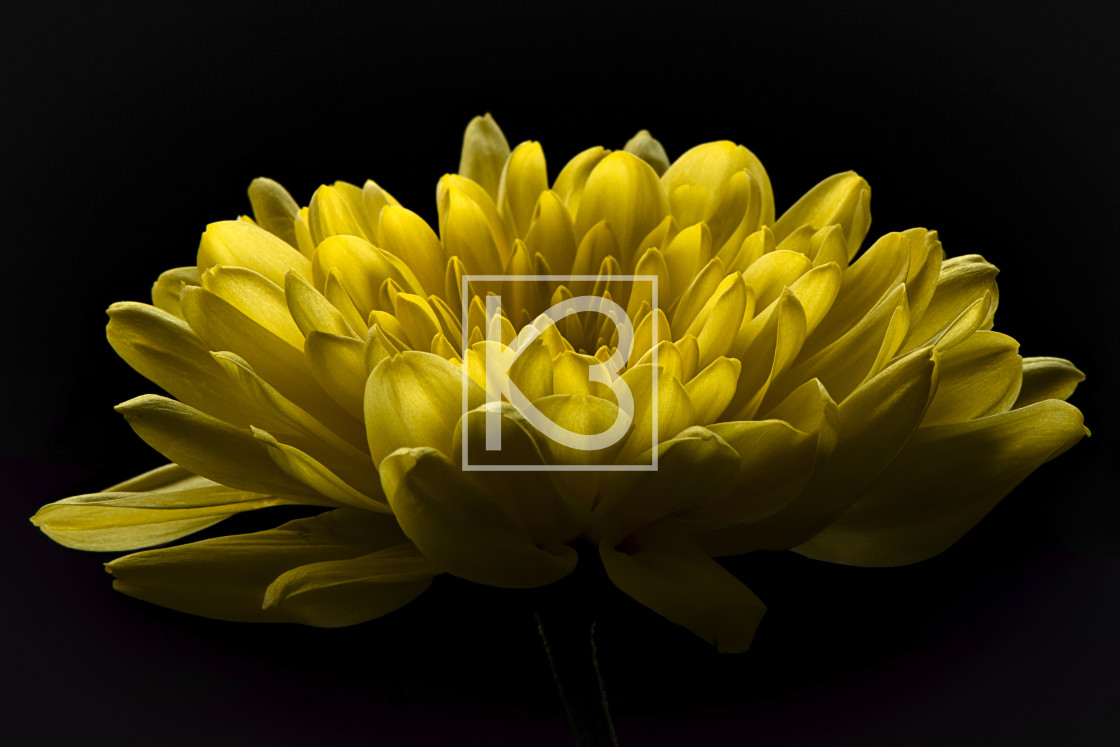 "Chrysanthemums - Yellow" stock image