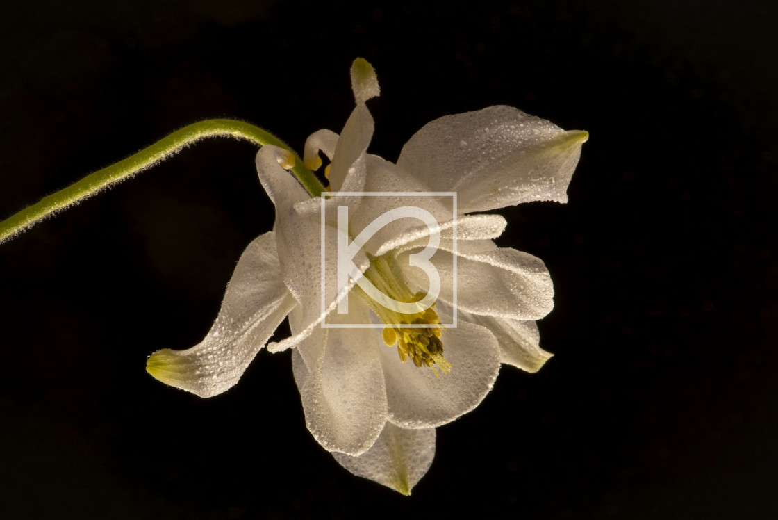 "Aquilegia Flower" stock image