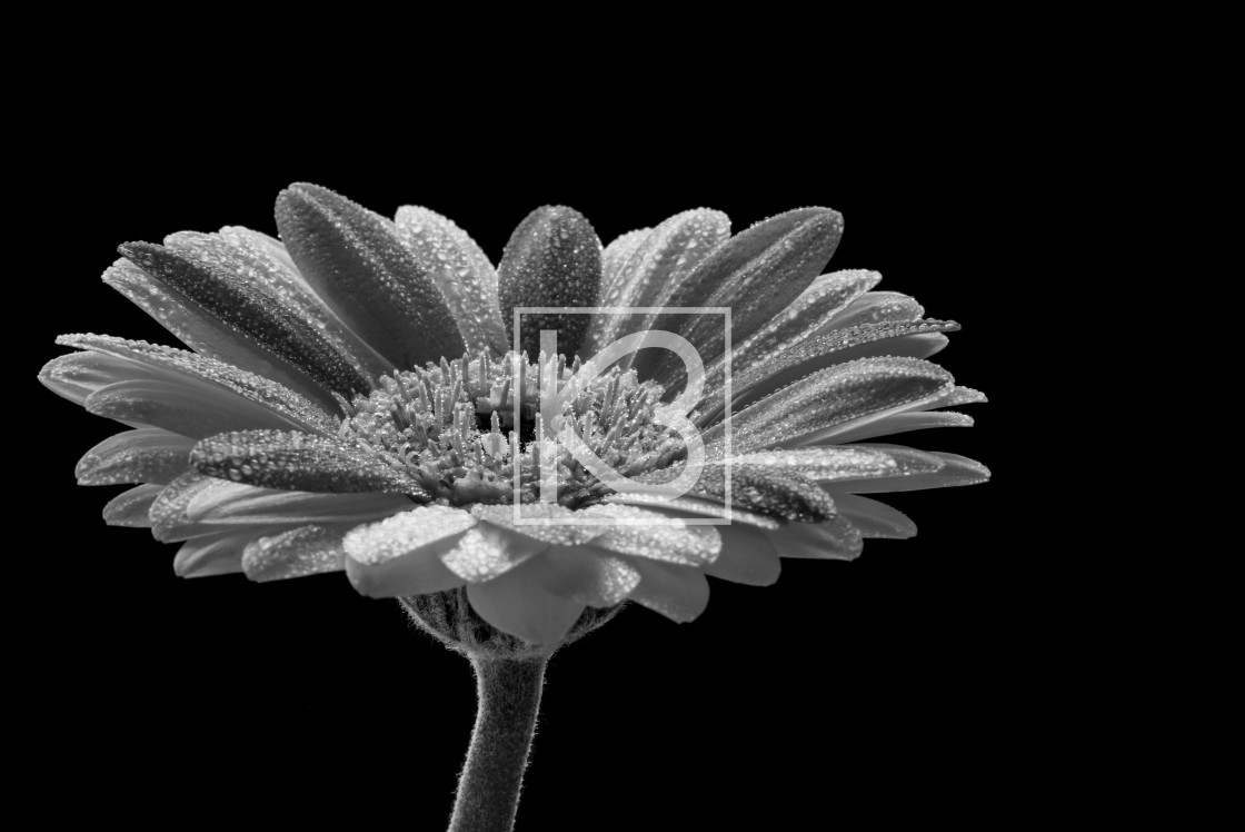 "Gerbera Flower Black and White" stock image