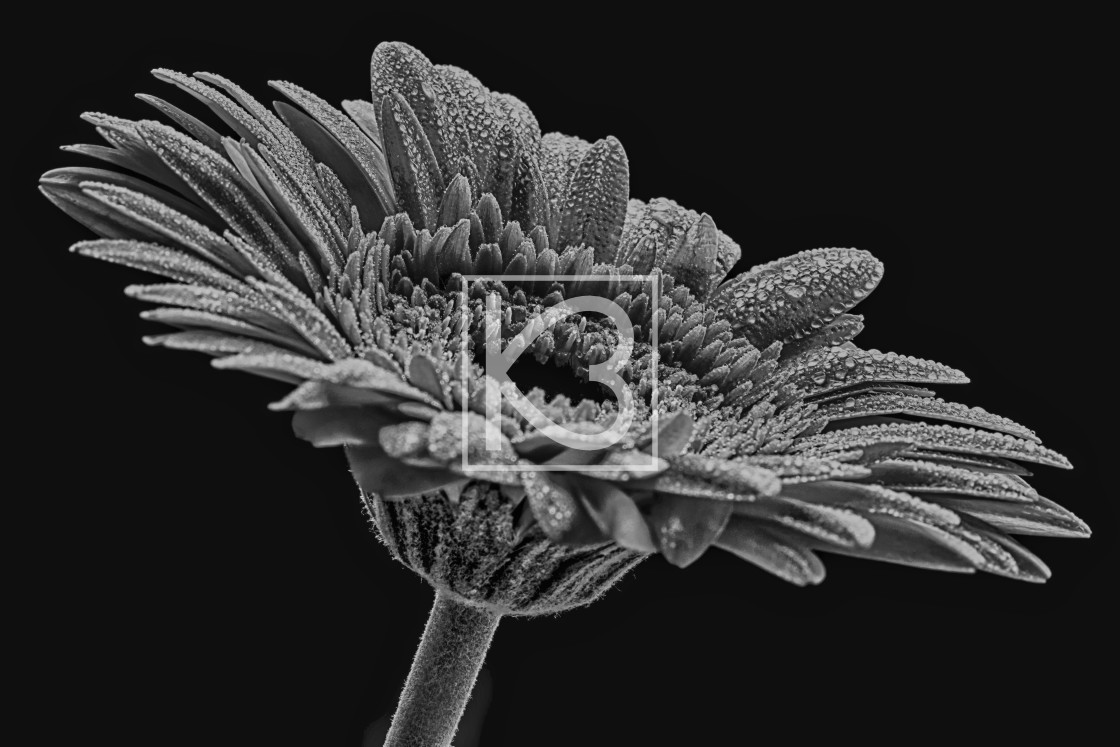 "Gerbera Flower Black and White" stock image