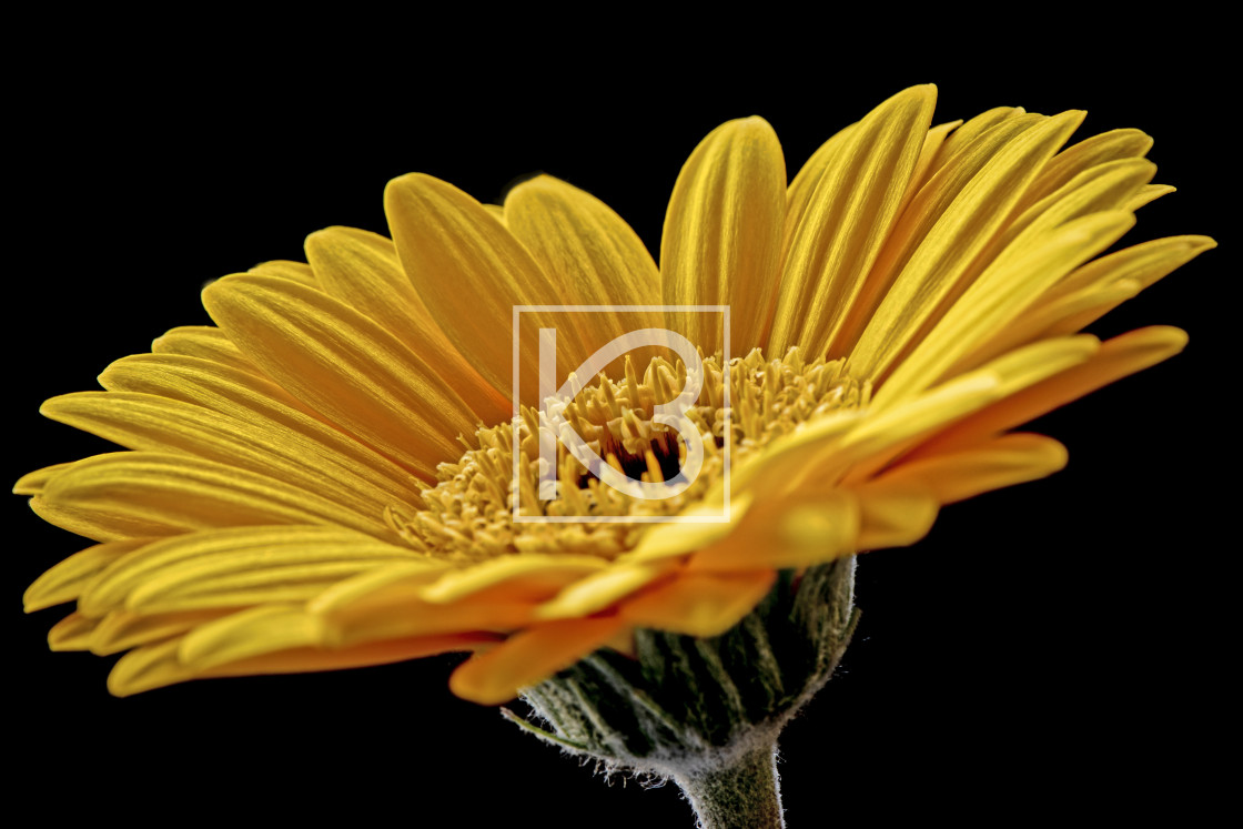 "Gerbera Flower Yellow" stock image