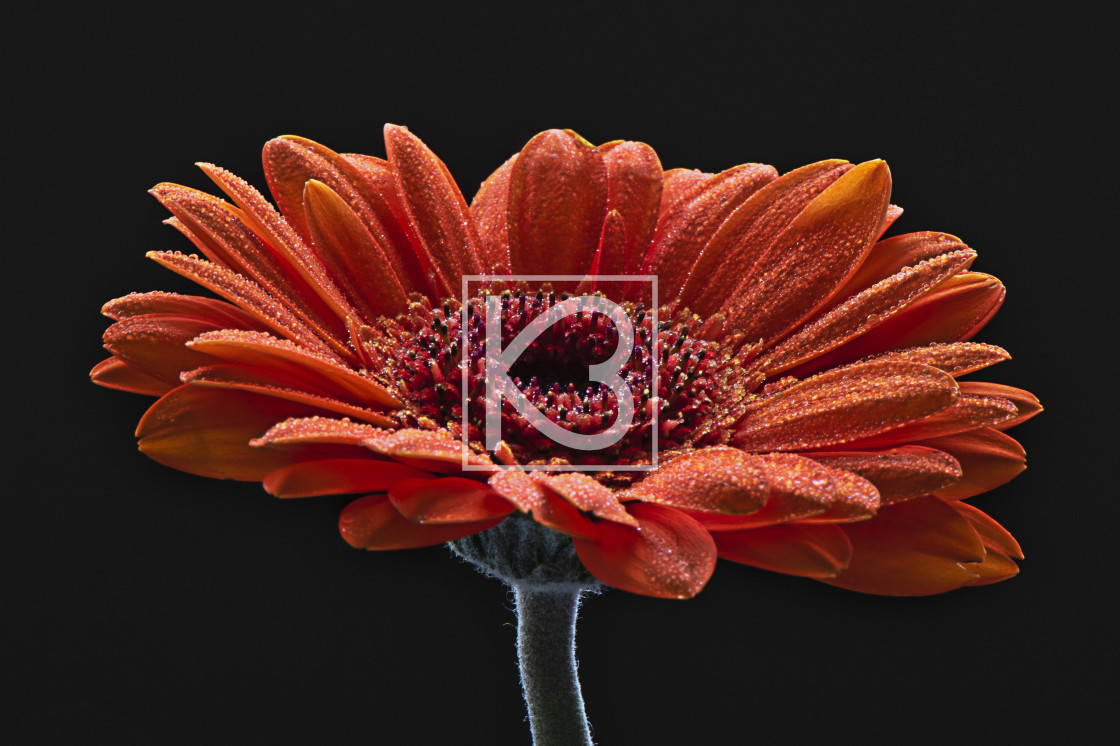 "Gerbera Flower Orange" stock image