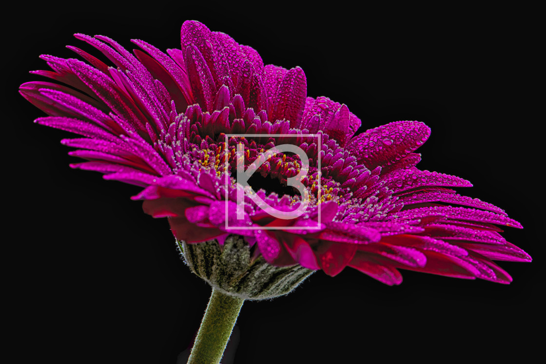 "Gerbera Flower Pink" stock image