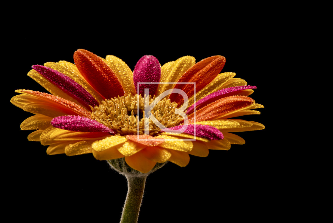 "Gerbera Flower mixed colours" stock image