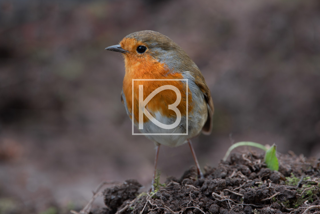 "Robin - Erithacus rubecula" stock image