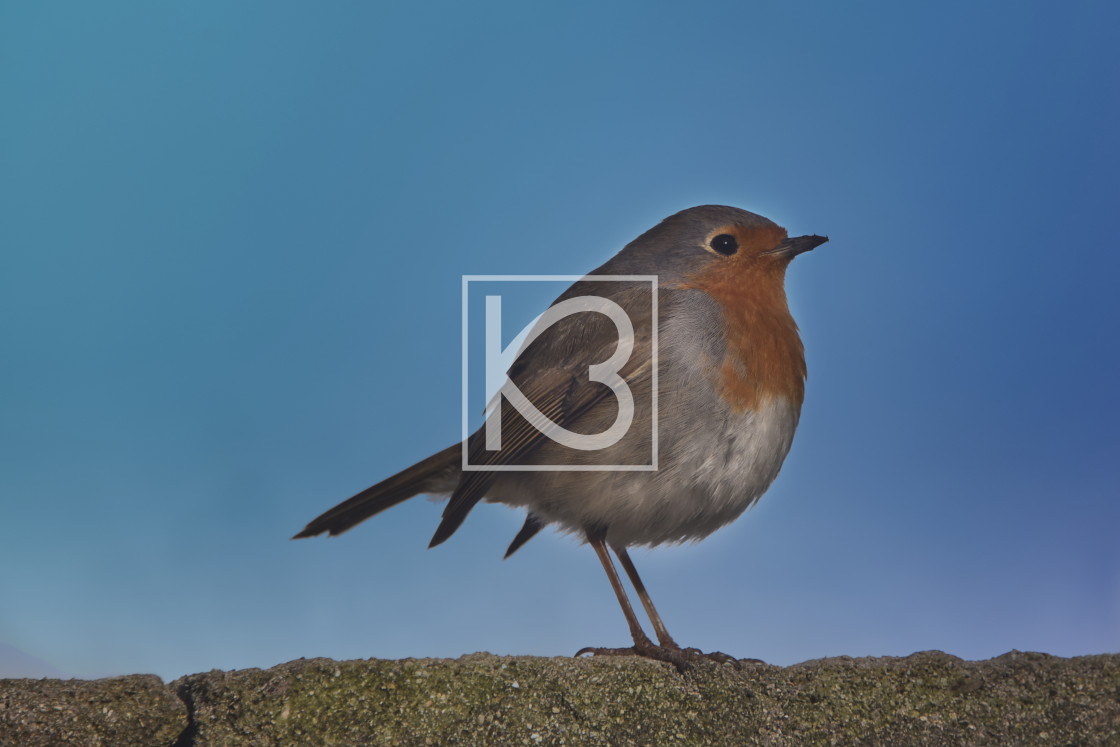 "Robin - Erithacus rubecula" stock image